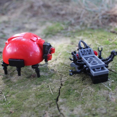 (G) - The Ladybug Vs. The Larva