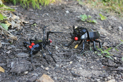 (G) - The Black Ox Beetle