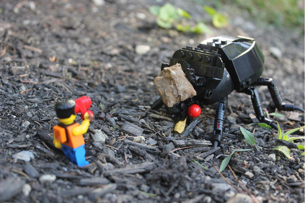 (G) - The Black Ox Beetle