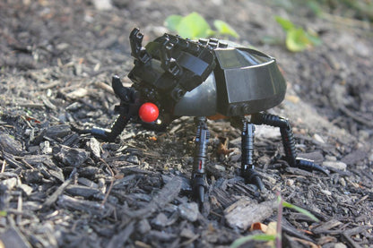 (G) - The Black Ox Beetle